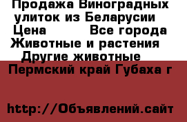 Продажа Виноградных улиток из Беларусии › Цена ­ 250 - Все города Животные и растения » Другие животные   . Пермский край,Губаха г.